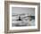 California, San Francisco, Golden Gate Bridge, USA-Alan Copson-Framed Photographic Print