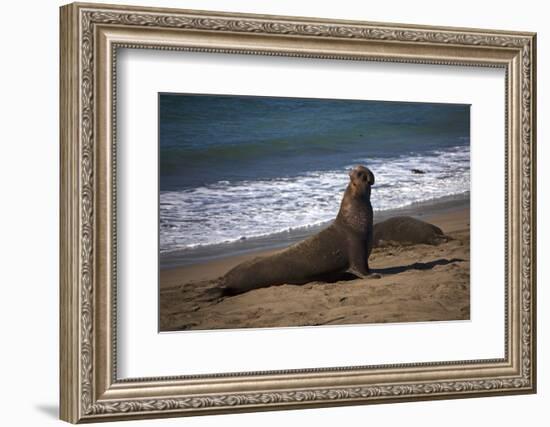 California, San Luis Obispo. Elephant Seal Colony at Piedras Blancas-Kymri Wilt-Framed Photographic Print