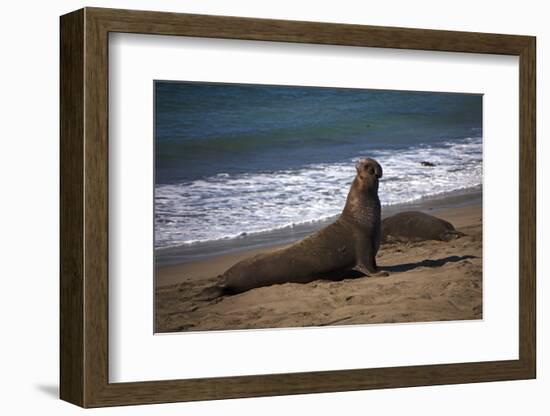 California, San Luis Obispo. Elephant Seal Colony at Piedras Blancas-Kymri Wilt-Framed Photographic Print