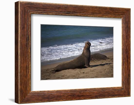 California, San Luis Obispo. Elephant Seal Colony at Piedras Blancas-Kymri Wilt-Framed Photographic Print
