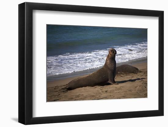 California, San Luis Obispo. Elephant Seal Colony at Piedras Blancas-Kymri Wilt-Framed Photographic Print