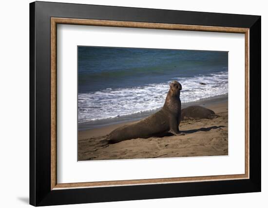 California, San Luis Obispo. Elephant Seal Colony at Piedras Blancas-Kymri Wilt-Framed Photographic Print