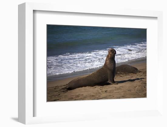 California, San Luis Obispo. Elephant Seal Colony at Piedras Blancas-Kymri Wilt-Framed Photographic Print