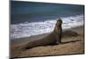 California, San Luis Obispo. Elephant Seal Colony at Piedras Blancas-Kymri Wilt-Mounted Photographic Print