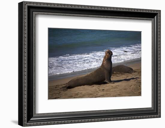 California, San Luis Obispo. Elephant Seal Colony at Piedras Blancas-Kymri Wilt-Framed Photographic Print