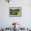 California, San Simeon, Yellow Wood Sorrel in Front of a School House-Alison Jones-Framed Photographic Print displayed on a wall