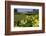 California, San Simeon, Yellow Wood Sorrel in Front of a School House-Alison Jones-Framed Photographic Print