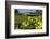 California, San Simeon, Yellow Wood Sorrel in Front of a School House-Alison Jones-Framed Photographic Print