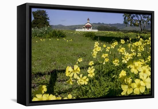 California, San Simeon, Yellow Wood Sorrel in Front of a School House-Alison Jones-Framed Premier Image Canvas