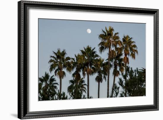 California, Santa Barbara, Bird Sanctuary at Full Moon, Palm Trees-Alison Jones-Framed Photographic Print