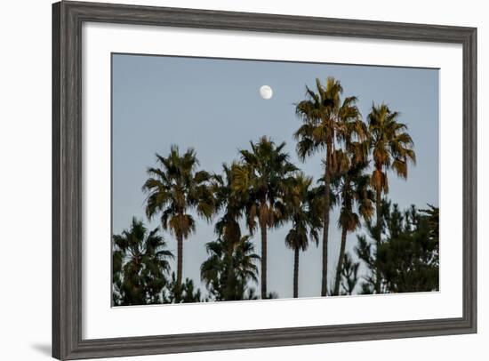 California, Santa Barbara, Bird Sanctuary at Full Moon, Palm Trees-Alison Jones-Framed Photographic Print