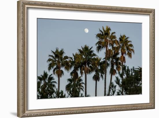 California, Santa Barbara, Bird Sanctuary at Full Moon, Palm Trees-Alison Jones-Framed Photographic Print