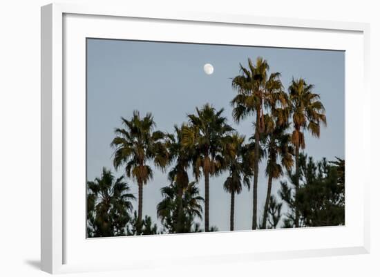 California, Santa Barbara, Bird Sanctuary at Full Moon, Palm Trees-Alison Jones-Framed Photographic Print