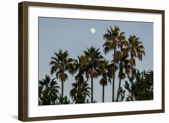 California, Santa Barbara, Bird Sanctuary at Full Moon, Palm Trees-Alison Jones-Framed Photographic Print