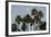 California, Santa Barbara, Bird Sanctuary at Full Moon, Palm Trees-Alison Jones-Framed Photographic Print