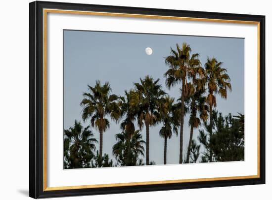 California, Santa Barbara, Bird Sanctuary at Full Moon, Palm Trees-Alison Jones-Framed Photographic Print