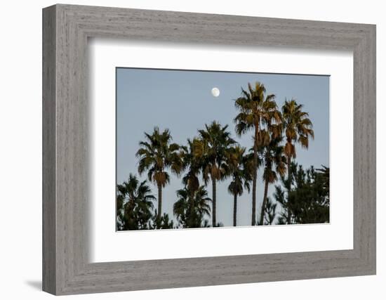 California, Santa Barbara, Bird Sanctuary at Full Moon, Palm Trees-Alison Jones-Framed Photographic Print