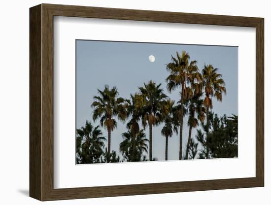 California, Santa Barbara, Bird Sanctuary at Full Moon, Palm Trees-Alison Jones-Framed Photographic Print