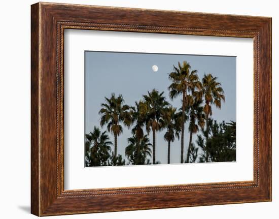 California, Santa Barbara, Bird Sanctuary at Full Moon, Palm Trees-Alison Jones-Framed Photographic Print