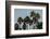 California, Santa Barbara, Bird Sanctuary at Full Moon, Palm Trees-Alison Jones-Framed Photographic Print