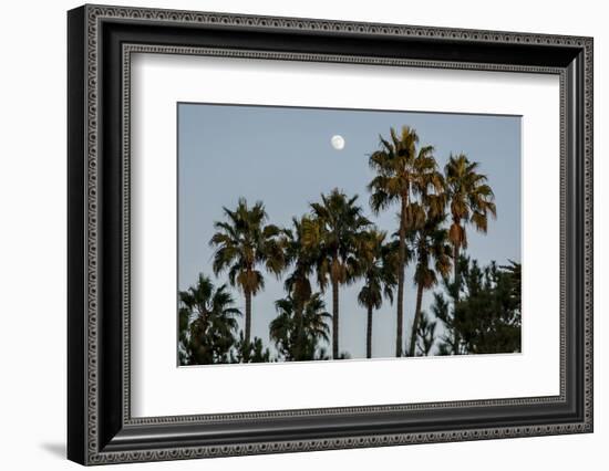 California, Santa Barbara, Bird Sanctuary at Full Moon, Palm Trees-Alison Jones-Framed Photographic Print