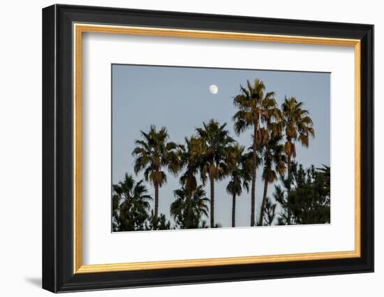 California, Santa Barbara, Bird Sanctuary at Full Moon, Palm Trees-Alison Jones-Framed Photographic Print