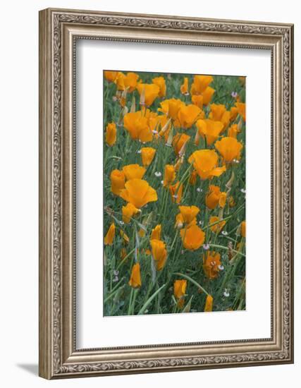 California, Santa Barbara Botanical Garden, California Poppy-Rob Tilley-Framed Photographic Print