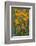 California, Santa Barbara Botanical Garden, California Poppy-Rob Tilley-Framed Photographic Print