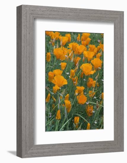 California, Santa Barbara Botanical Garden, California Poppy-Rob Tilley-Framed Photographic Print