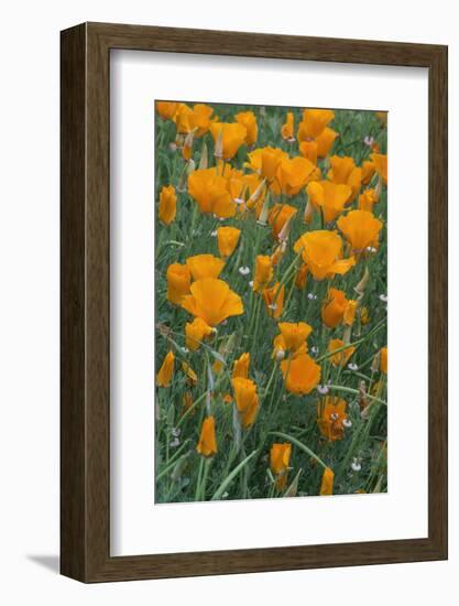 California, Santa Barbara Botanical Garden, California Poppy-Rob Tilley-Framed Photographic Print