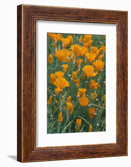 California, Santa Barbara Botanical Garden, California Poppy-Rob Tilley-Framed Photographic Print