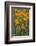 California, Santa Barbara Botanical Garden, California Poppy-Rob Tilley-Framed Photographic Print