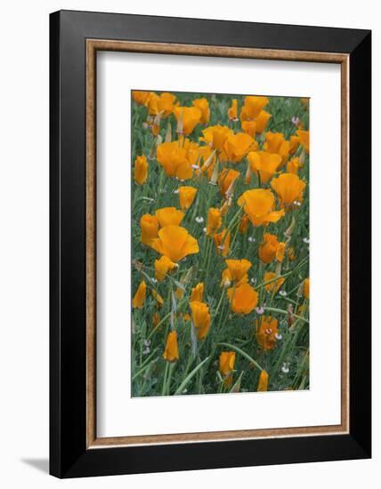 California, Santa Barbara Botanical Garden, California Poppy-Rob Tilley-Framed Photographic Print