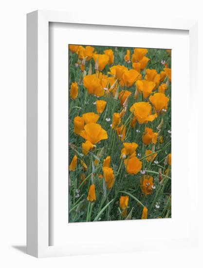 California, Santa Barbara Botanical Garden, California Poppy-Rob Tilley-Framed Photographic Print