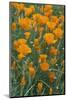 California, Santa Barbara Botanical Garden, California Poppy-Rob Tilley-Mounted Photographic Print