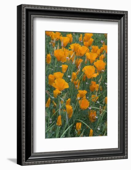 California, Santa Barbara Botanical Garden, California Poppy-Rob Tilley-Framed Photographic Print