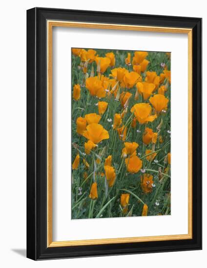 California, Santa Barbara Botanical Garden, California Poppy-Rob Tilley-Framed Photographic Print