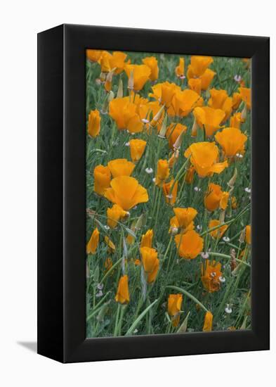 California, Santa Barbara Botanical Garden, California Poppy-Rob Tilley-Framed Premier Image Canvas