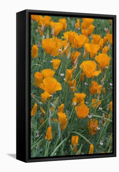 California, Santa Barbara Botanical Garden, California Poppy-Rob Tilley-Framed Premier Image Canvas