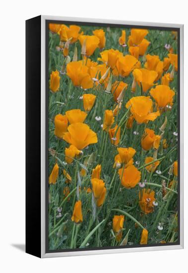 California, Santa Barbara Botanical Garden, California Poppy-Rob Tilley-Framed Premier Image Canvas