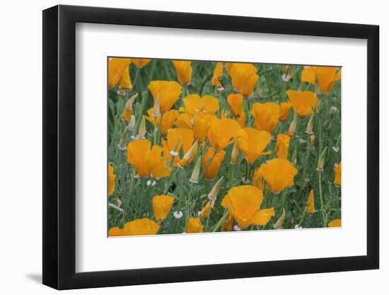 California, Santa Barbara Botanical Garden, California Poppy-Rob Tilley-Framed Photographic Print