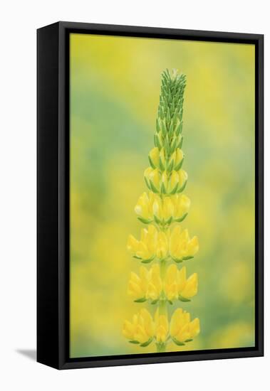 California, Santa Barbara Botanical Garden, Golden Lupine-Rob Tilley-Framed Premier Image Canvas