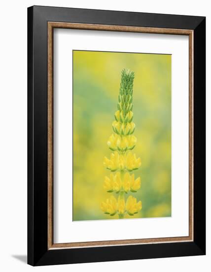 California, Santa Barbara Botanical Garden, Golden Lupine-Rob Tilley-Framed Photographic Print