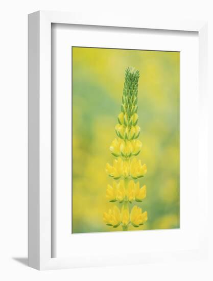 California, Santa Barbara Botanical Garden, Golden Lupine-Rob Tilley-Framed Photographic Print