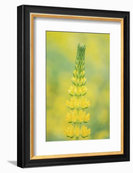 California, Santa Barbara Botanical Garden, Golden Lupine-Rob Tilley-Framed Photographic Print