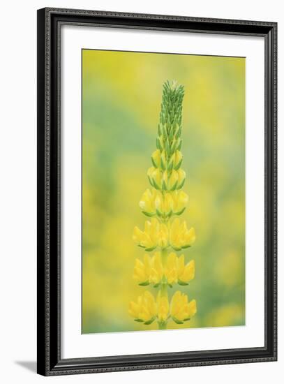 California, Santa Barbara Botanical Garden, Golden Lupine-Rob Tilley-Framed Photographic Print