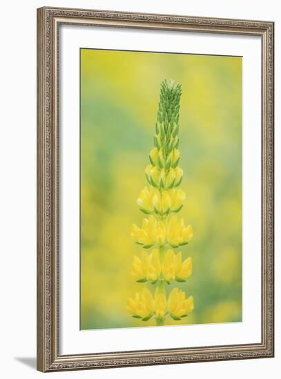 California, Santa Barbara Botanical Garden, Golden Lupine-Rob Tilley-Framed Photographic Print