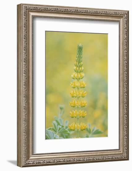 California, Santa Barbara Botanical Garden, Golden Lupine-Rob Tilley-Framed Photographic Print