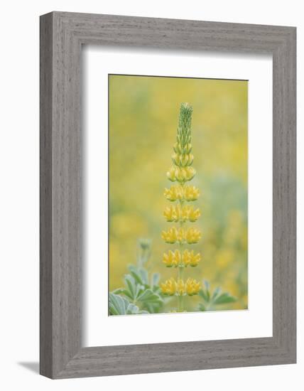 California, Santa Barbara Botanical Garden, Golden Lupine-Rob Tilley-Framed Photographic Print