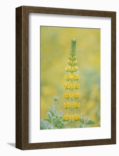 California, Santa Barbara Botanical Garden, Golden Lupine-Rob Tilley-Framed Photographic Print